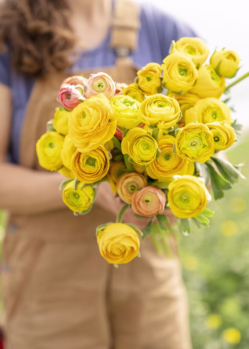 Romantic ranunculus flowers in soft light